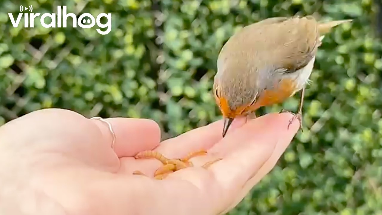 Wild Bird Befriends Human || ViralHog