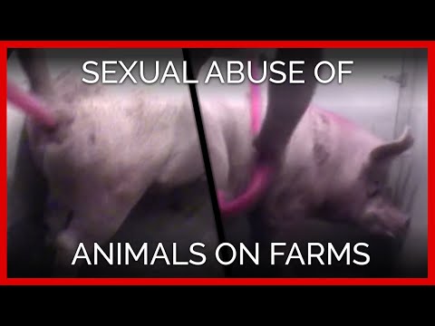 Sexual Abuse of Animals on Farms