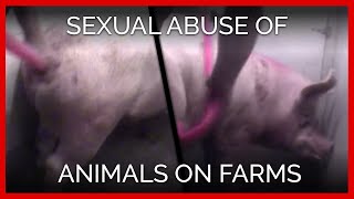 Sexual Abuse of Animals on Farms