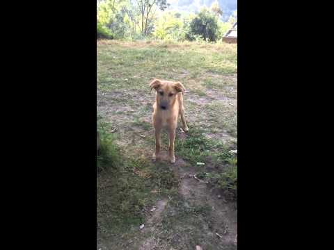 Fight of dog and monkey at solan