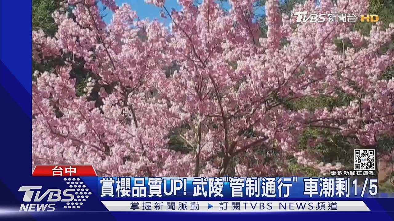 賞櫻品質UP！武陵「管制通行」　車潮剩1/5