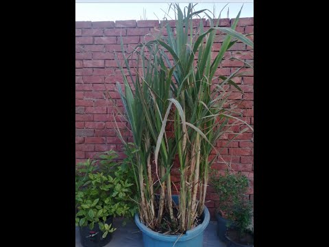 , title : 'زرعت قصب السكر علي سطج البيت I planted sugar cane on the roof of the house'