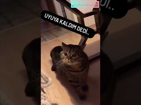 Uyuya Kaldım Diye Bakan Uykucu Minnoş