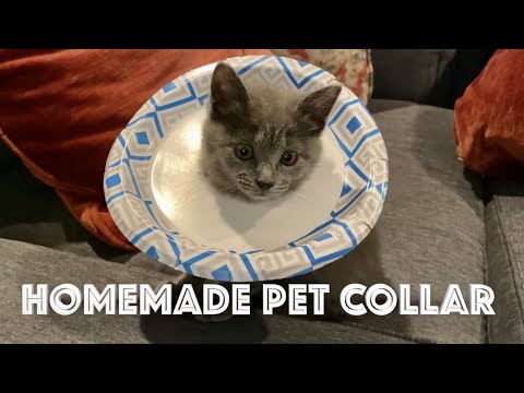 Homemade Cone for Cat - Kitten Hack - Homemade E-Collar for Small Spayed or Neutered Cat or Kitten