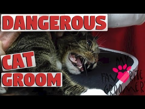 My Cat Will Bite You Dangerous Groom