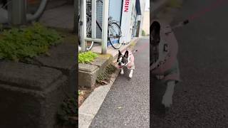 過去最高の体重になったフレブル🥲