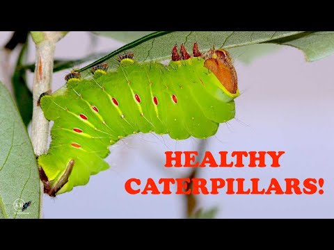 10 TIPS FOR RAISING MOTH CATERPILLARS