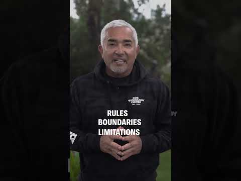 Stop Dog Resource Guarding and Food Aggression! #dog #dogtrainer #dogtraining