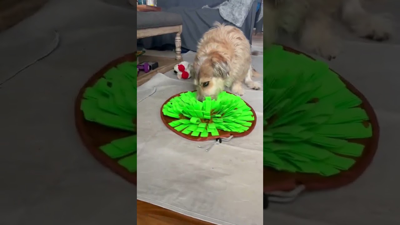 Enlarge Bossco, a Adoptable mixed breed in Clarkston, MI video 6/6