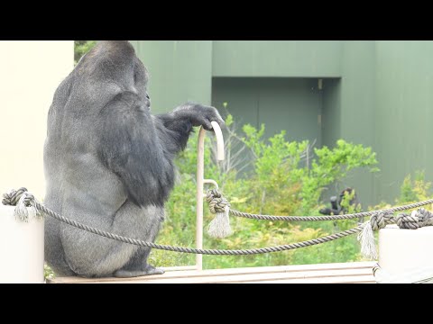 Silverback cares about his son no matter what.｜Shabani Group