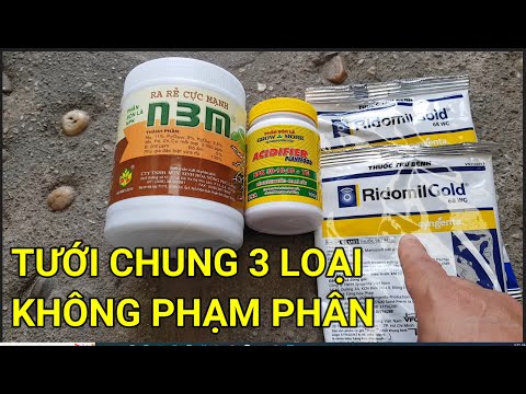 🔴 QBS22221 - MAI BLOSSOMS CARE IN THE 5TH LUNAR MONTH PHONE 0942456100 || WATERING 3 TYPES OF FER...