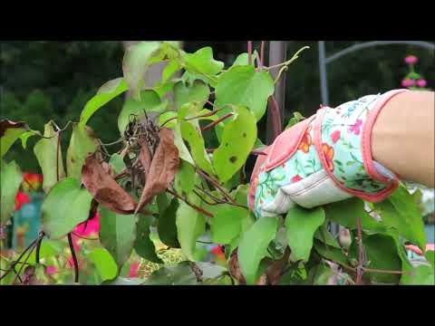 image-Is Clematis Terniflora invasive?