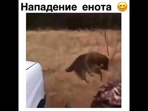 Енот атакует!!!