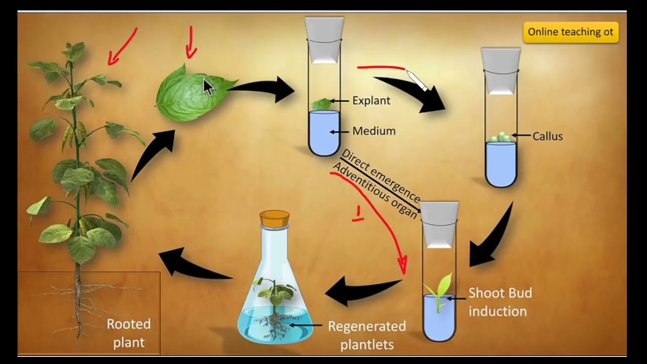 9 - Organogênese - Conceito