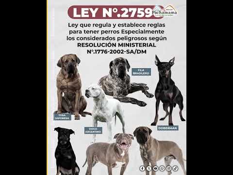 Perros peligrosos y dueños irresponsables, el patrón regional que se repite