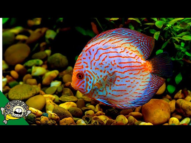 Discus Fish Care Guide  FOR BEGINNERS