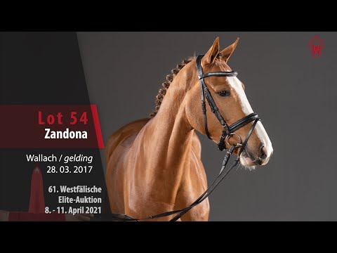 61. Westfälische Elite-Auktion Lot 54 Zandona Wallach v. Zinedine - New Quidam
