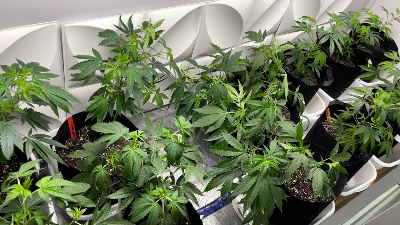 Cloned Ice Cream Cake, Durban Poison, Apple Tartz.  Started Gelato and Bruce Banner beans