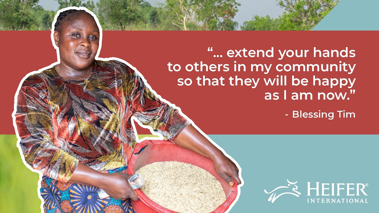 How Solar Pumps Are Transforming Rice Farming in Nigeria | Heifer International
