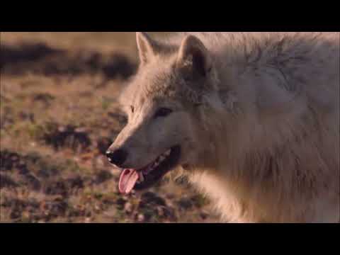 Documentales de la BBC presenta: La manada de lobo ártico y yo
