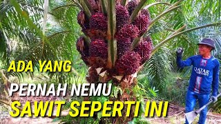 Download lagu Who has ever harvested oil palm like this? The best oil palms bear fruit in piles. The PPKS are a... mp3