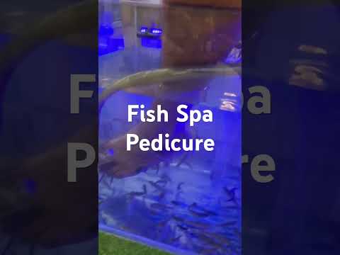 Fish Spa Pedicure #fishspa #fishing #funny #funnyvideo