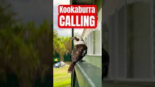 Download lagu 🎶 Kookaburra Calling For Friends #bird #wildlifeofaustralia #kookaburra mp3