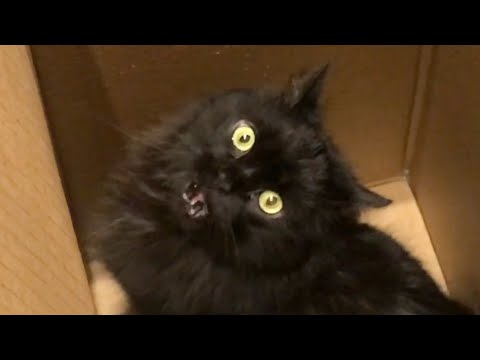 The Loudest Cat Lip Smack in Hisstory!