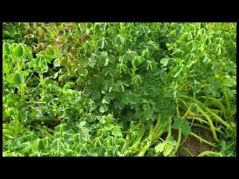 Oca - The Beautiful Edible Plant From The Andes That Is Easy To Grow