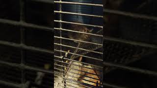 Degu Rodents Videos