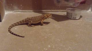 How to feed juvenile bearded dragon