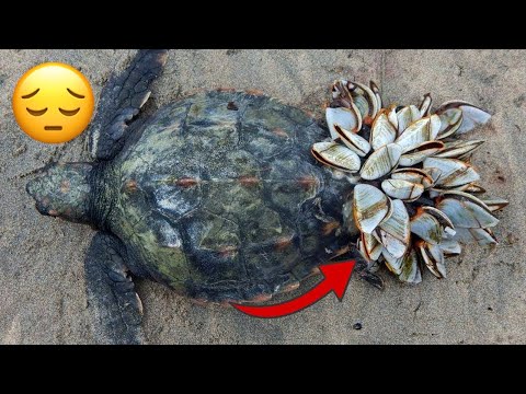 Rescue Sea Turtle Removing Barnacles From a Poor Sea Turtle   animals, Nature, turtles, ocean, ASMR