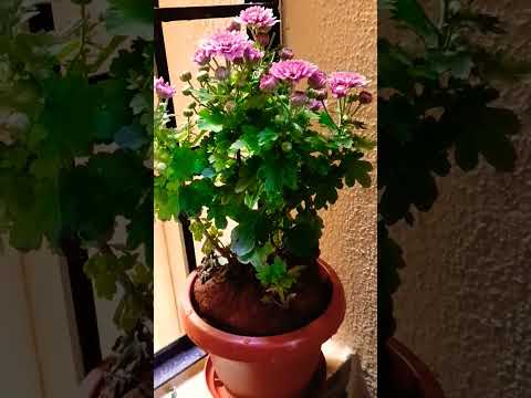 Pink colour Chamanthi # latest video