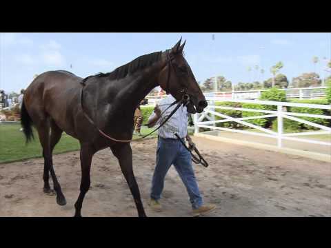 Sarach feature: American Oaks Stakes