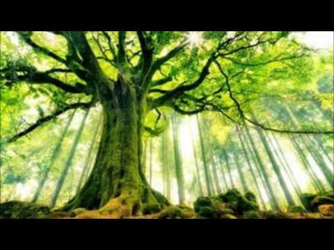 Wood Boost   Dawood Sound System