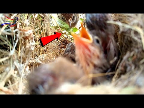 The mother is feeding her baby a big worm || Bird baby || Animals and Birds