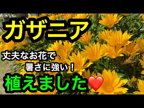 ガザニア 植物