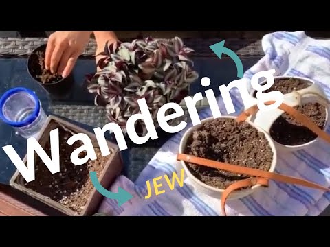 Dividing THe wandering Jew