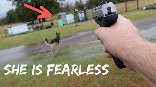 Fearless German Shepherd SAVED MY GOATS From Wild Coyote ATTACK!