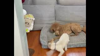 Video preview image #1 Mutt Puppy For Sale in Rockville, MD, USA