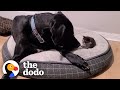 Orphaned 1-Pound Kitten Gets Adopted By a 160-Pound Great Dane | The Dodo Little But Fierce