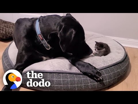 2nd YouTube video about are great danes good with cats