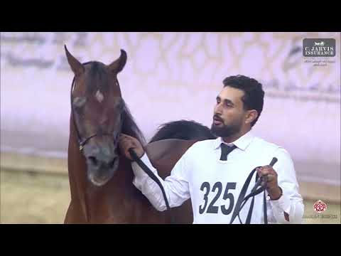 N 325 ASAYEL RASHIQ   28th Qatar National AHS 2025   Stallions 11+ Years Old Class 14