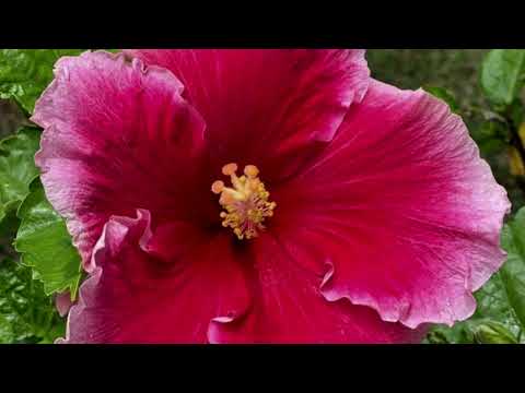 image : le samedi au jardin Ehpad les monts du matin (Drôme) (26)