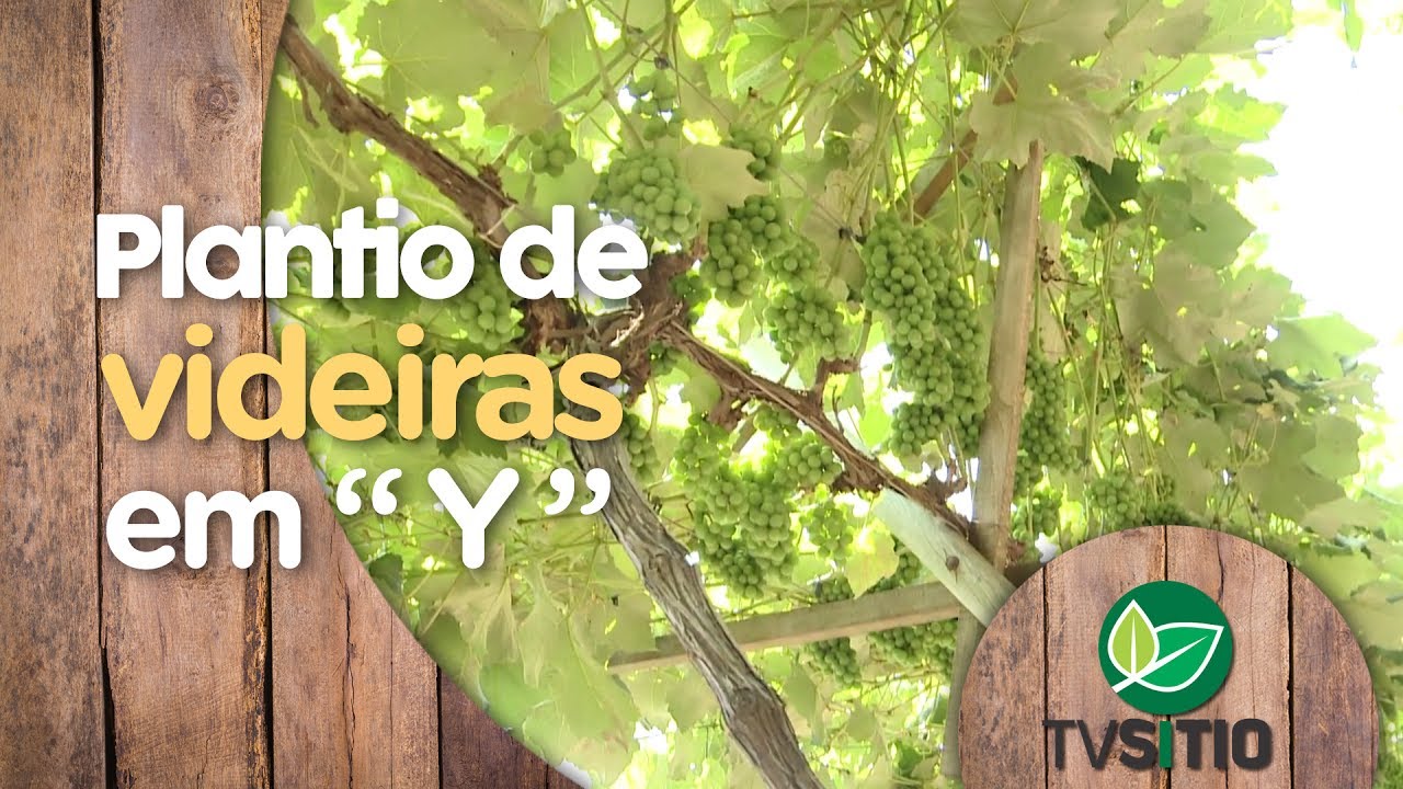 SISTEMA DE PLANTIO DE VIDEIRAS EM "Y"