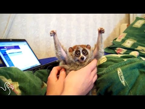 Slow Lorises Went Viral And It Almost Killed Them