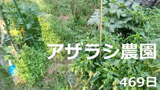 469日 なんとか生きてます【アザラシ農園】