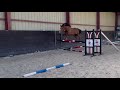 Jument de sport 2 ans