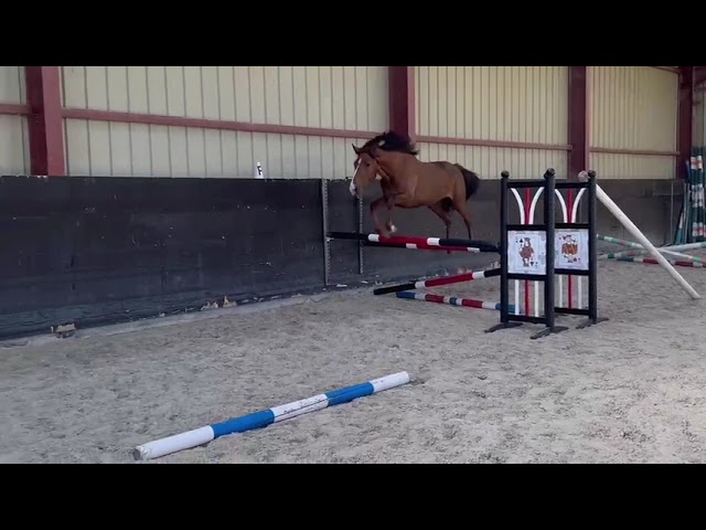 Jument de sport 2 ans