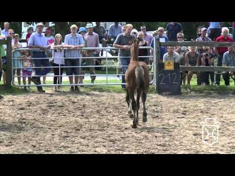 212 Stutfohlen von Diamant de Semilly   Corrado   Carry